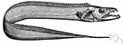 hairtail - long-bodied marine fishes having a long whiplike scaleless body and sharp teeth