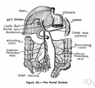 portal system - system of veins that carry blood from the abdominal organs to the liver
