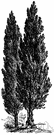 Cupressus sempervirens - tall Eurasian cypress with thin grey bark and ascending branches