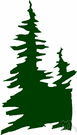 Araucaria cunninghamii - pine of Australia and New Guinea