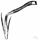 ray flower - small flower with a flat strap-shaped corolla usually occupying the peripheral rings of a composite flower