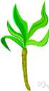 Scorzonera hispanica