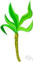 scorzonera - perennial south European herb having narrow entire leaves and solitary yellow flower heads and long black edible roots shaped like carrots