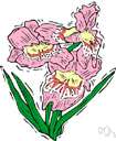 tongue-flower
