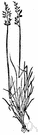 sheep's fescue - cultivated for sheep pasturage in upland regions or used as a lawn grass