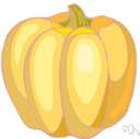 Cucurbita pepo - a coarse vine widely cultivated for its large pulpy round orange fruit with firm orange skin and numerous seeds