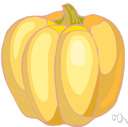 pumpkin vine - a coarse vine widely cultivated for its large pulpy round orange fruit with firm orange skin and numerous seeds
