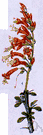 Fouquieria splendens - desert shrub of southwestern United States and Mexico having slender naked spiny branches that after the rainy season put forth foliage and clusters of red flowers