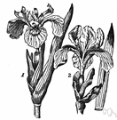 Iris florentina - German iris having large white flowers with lavender-tinged falls and a fragrant rhizome