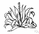 American agave - widely cultivated American monocarpic plant with greenish-white flowers on a tall stalk