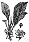 genus Palaquium - large genus of Malaysian trees with milky juice and leathery leaves