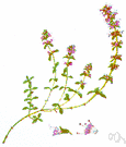 creeping thyme - aromatic dwarf shrub common on banks and hillsides in Europe