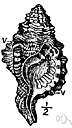 univalve - used of mollusks, especially gastropods, as snails etc.