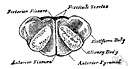 Medullary - of or relating to the medulla oblongata