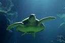 Atlantic ridley - grey sea turtle of the Atlantic and Gulf Coasts of North America