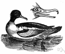 Mergus merganser - common merganser of Europe and North America