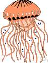 medusa - one of two forms that coelenterates take: it is the free-swimming sexual phase in the life cycle of a coelenterate