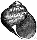Helix pomatia - one of the chief edible snails