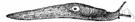 limax - a genus of Limacidae