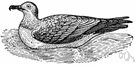 great skua - large brown skua of the northern Atlantic