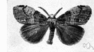 tussock moth - dull-colored moth whose larvae have tufts of hair on the body and feed on the leaves of many deciduous trees