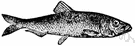 genus Clupea - type genus of the Clupeidae: typical herrings