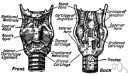 arytaenoid - either of two small cartilages at the back of the larynx to which the vocal folds are attached