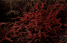 berberis - large genus of shrubs of temperate zones of New and Old Worlds