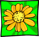pot marigold - the common European annual marigold