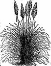 pampas grass - tall perennial grass of pampas of South America having silvery plumes and growing in large dense clumps