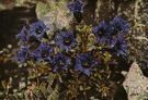Gentiana acaulis - low-growing alpine plant cultivated for its dark glossy green leaves in basal rosettes and showy solitary bell-shaped blue flowers