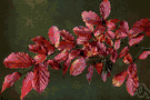 genus Parrotia - one species: iron tree