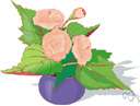 tuberous begonia