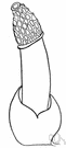 genus Phallus - genus of fungi having the cap or pileus hanging free around the stem