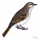 whiskered - having hair on the cheeks and chin