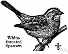 white-throated sparrow - common North American finch with a white patch on the throat and black-and-white striped crown