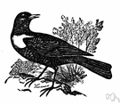 Turdus torquatus - European thrush common in rocky areas