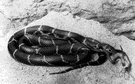 common kingsnake - widespread in United States except northern regions
