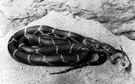 Lampropeltis getulus - widespread in United States except northern regions