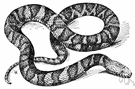 Natrix - water snakes