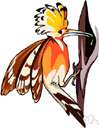 hoopoe - any of several crested Old World birds with a slender downward-curved bill