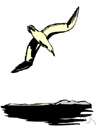mollymawk - large web-footed birds of the southern hemisphere having long narrow wings
