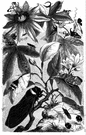 Cicadidae - cicadas