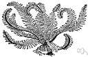 family Antedonidae - feather stars