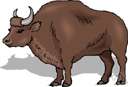 aurochs - large recently extinct long-horned European wild ox