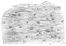 sutura - an immovable joint (especially between the bones of the skull)