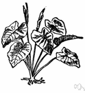Edda - tropical starchy tuberous root