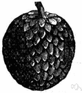 sweetsop - tropical American tree bearing sweet pulpy fruit with thick scaly rind and shiny black seeds