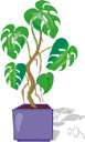 philodendron