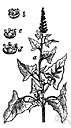 Chenopodium bonus-henricus - European plant naturalized in North America